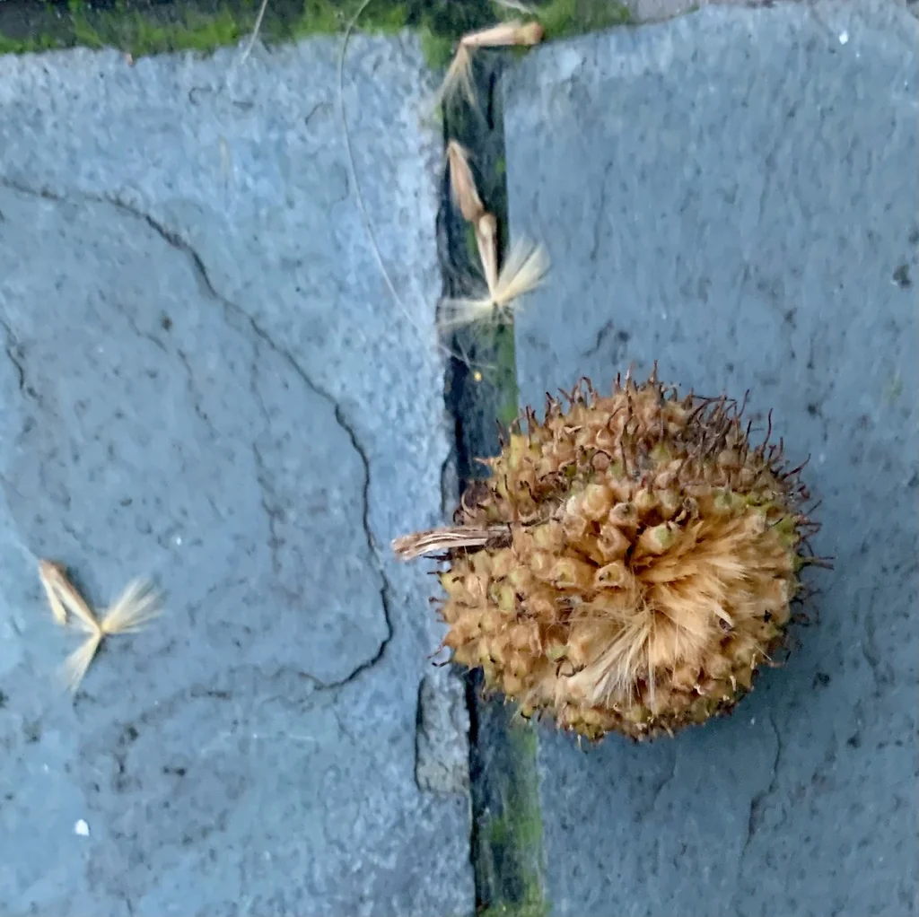 Platanus X Hispanica