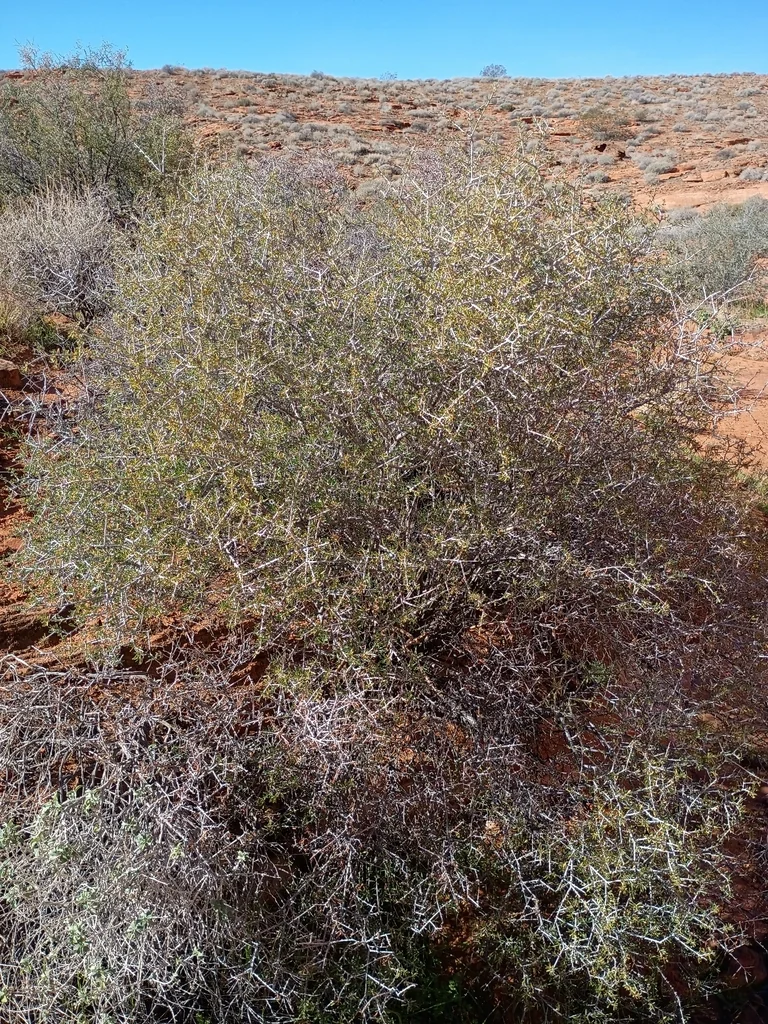 Prunus Fasciculata
