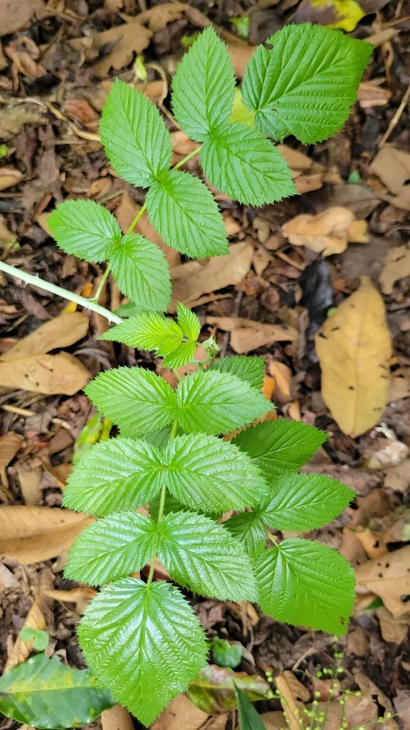 Rubus Niveus