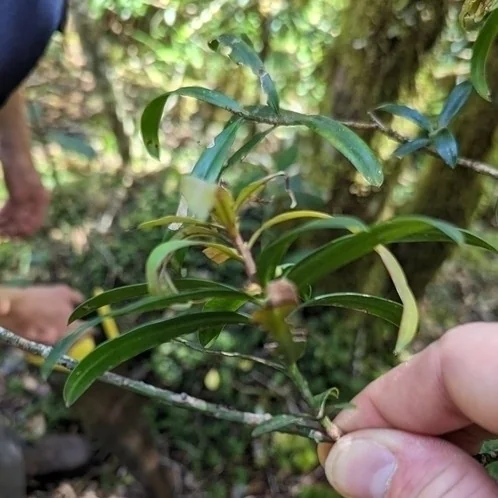 Podocarpus Latifolius