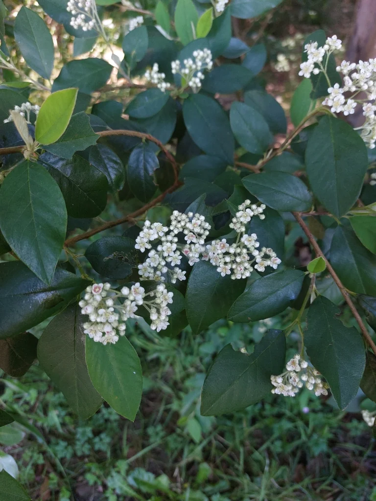 Cotoneaster Glaucophyllus