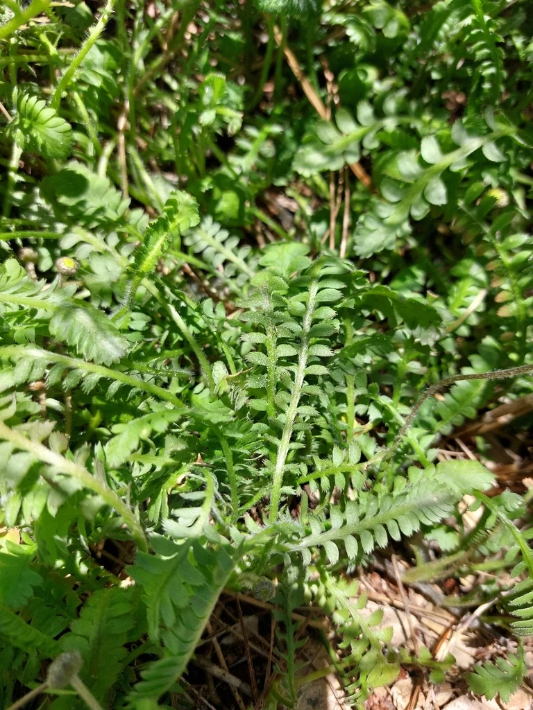 Leptinella Squalida