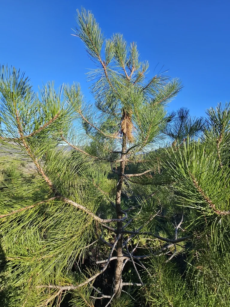 Pinus Attenuata