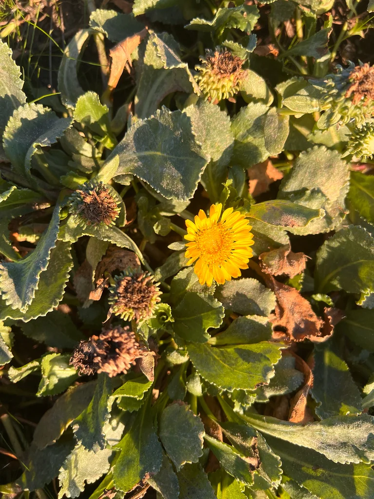 Grindelia stricta