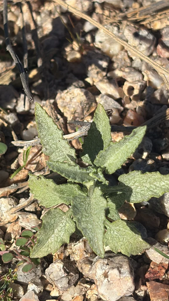 Ambrosia Deltoidea