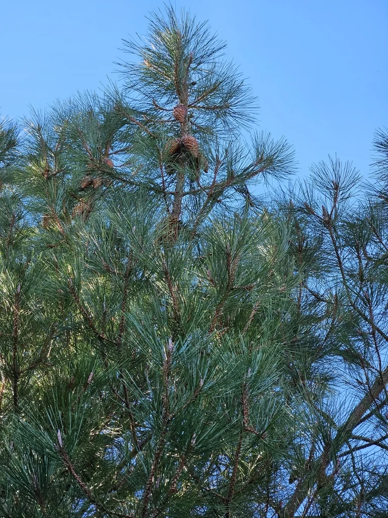 Pinus Attenuata