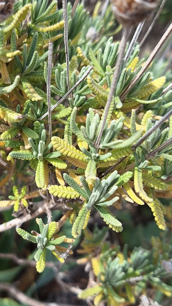 Lavandula Dentata
