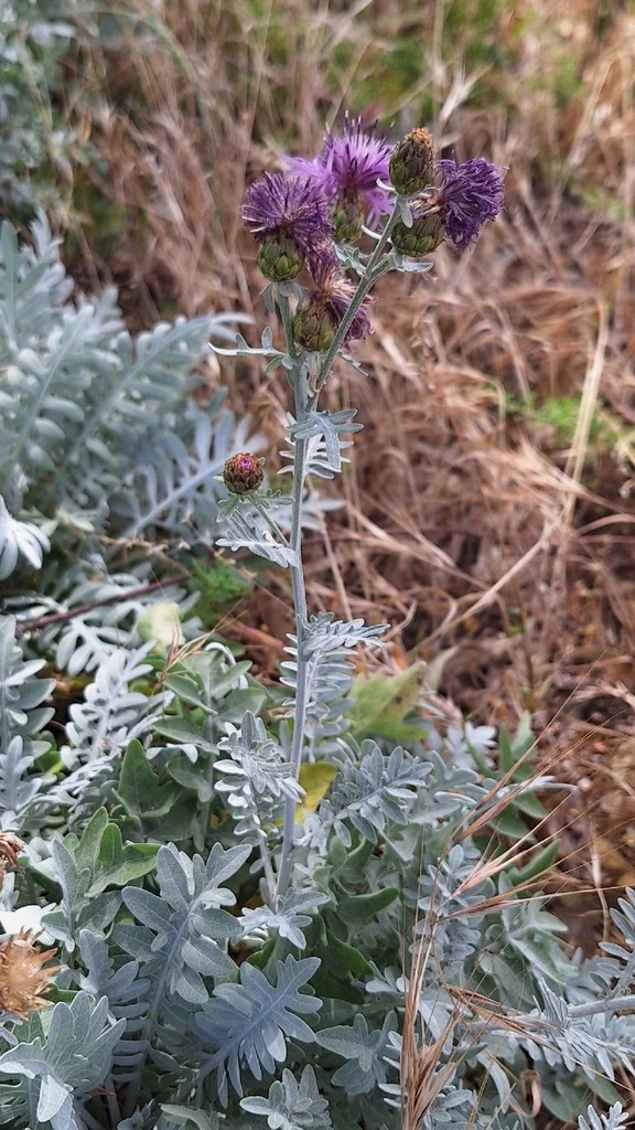 Centaurea Cineraria