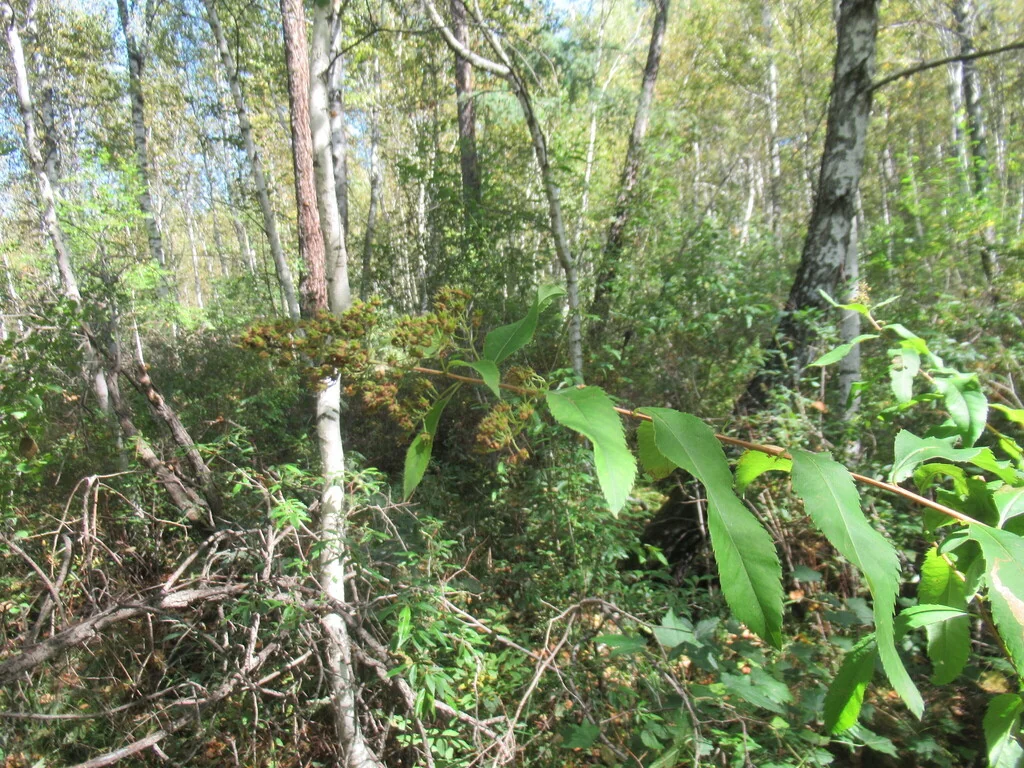 Spiraea Arguta