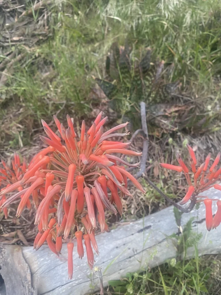 Aloe Maculata