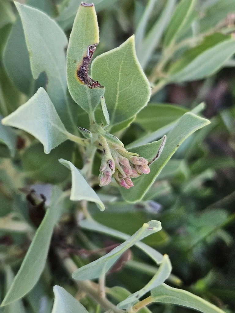 Arctostaphylos Glandulosa