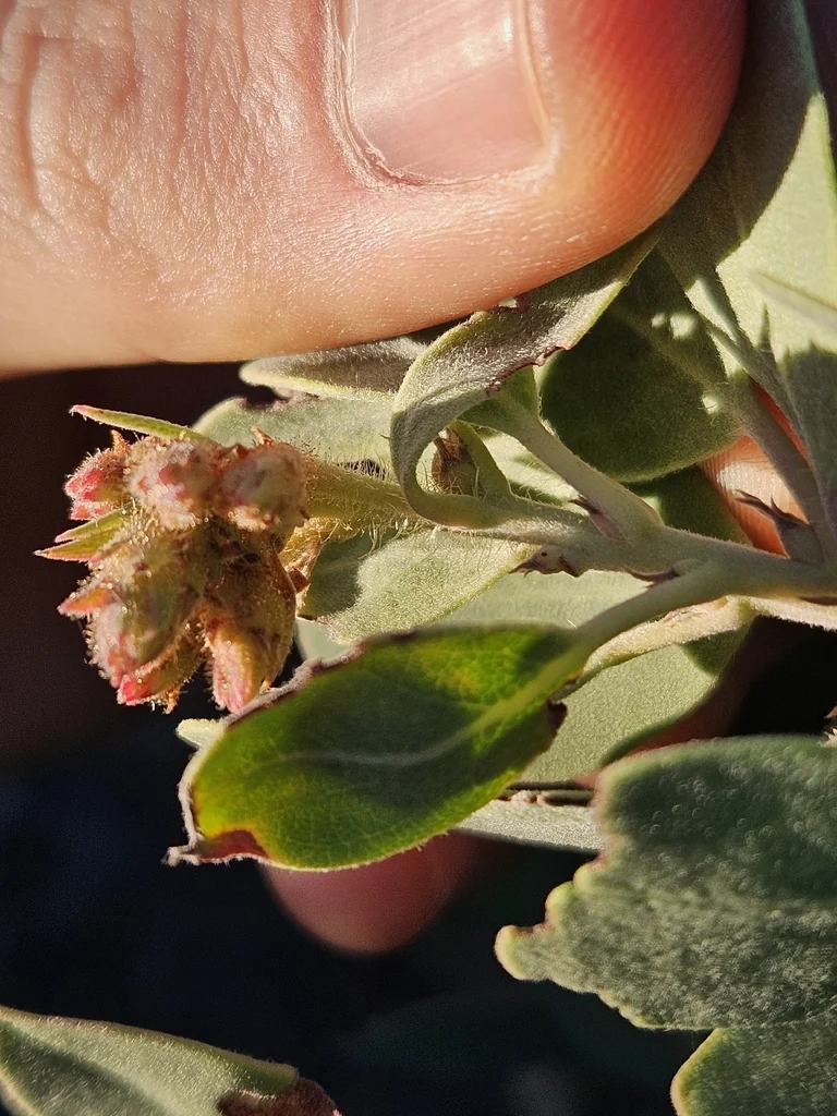 Arctostaphylos Glandulosa