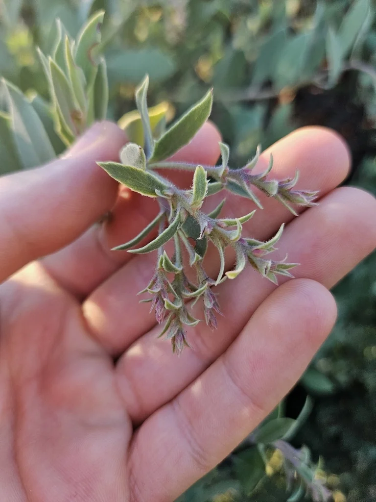 Arctostaphylos Glandulosa
