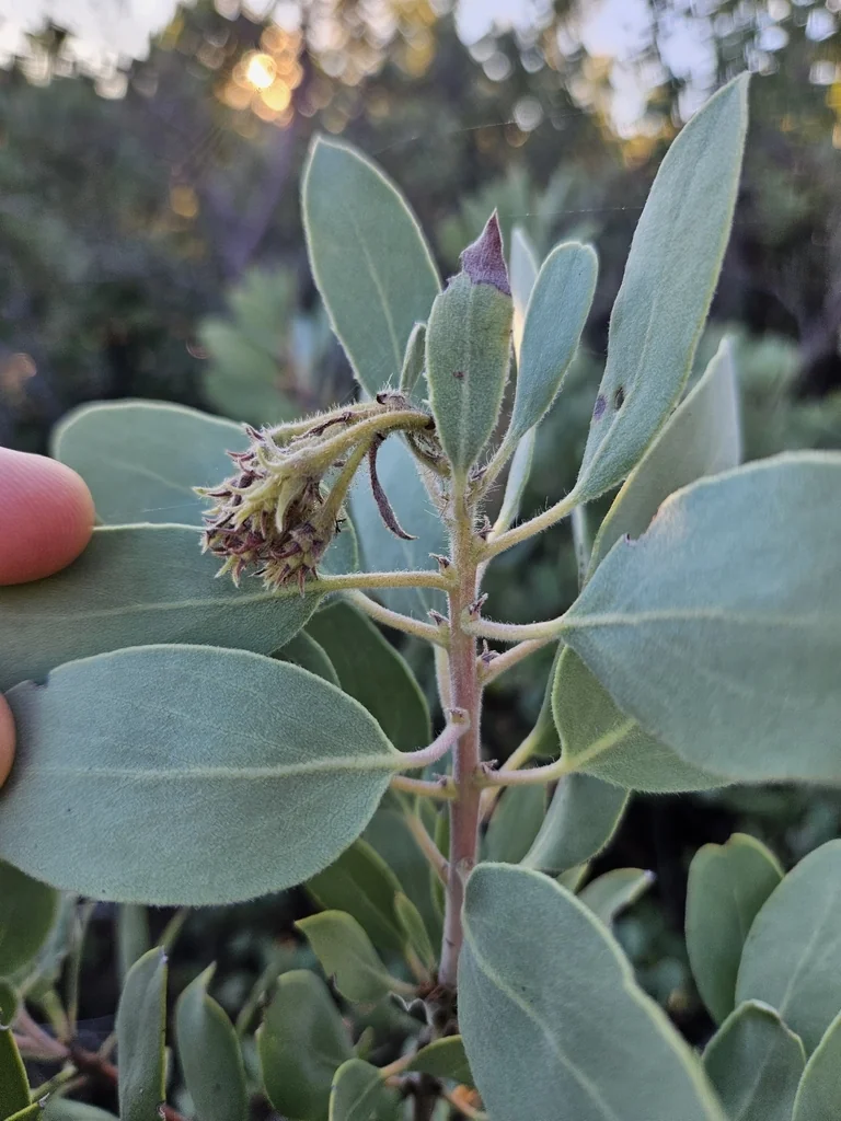Arctostaphylos Glandulosa