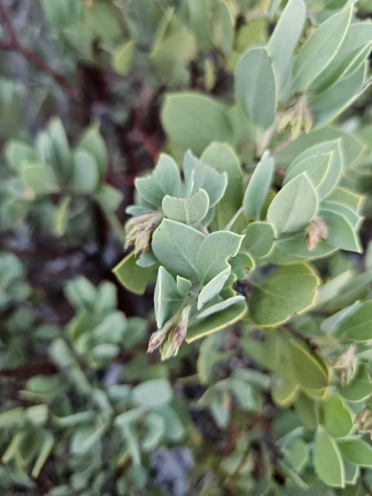 Arctostaphylos Glandulosa