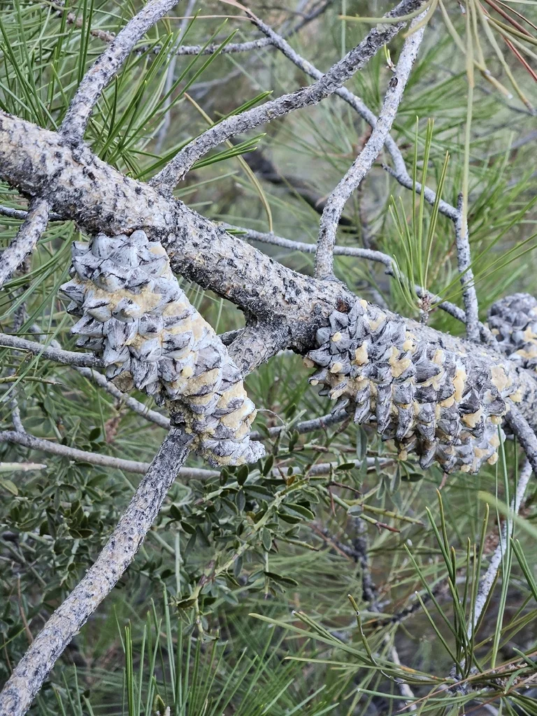 Pinus Attenuata