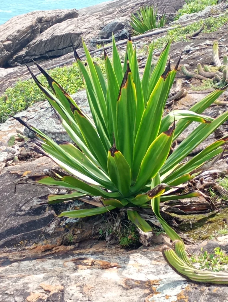 Furcraea Foetida
