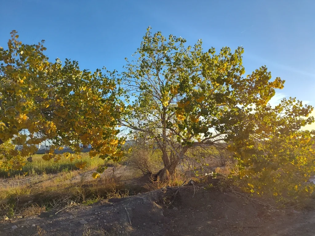 Populus Fremontii