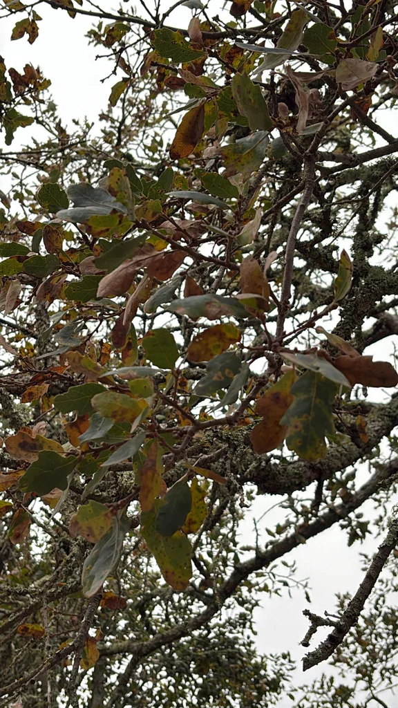 Quercus Douglasii