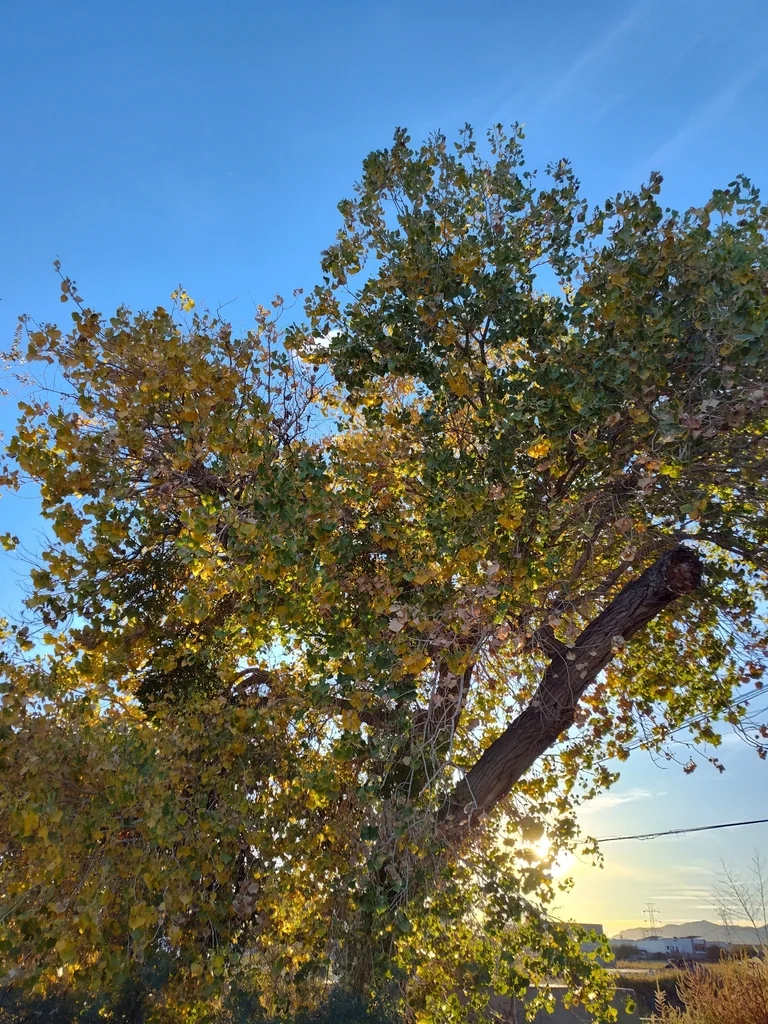 Populus Fremontii