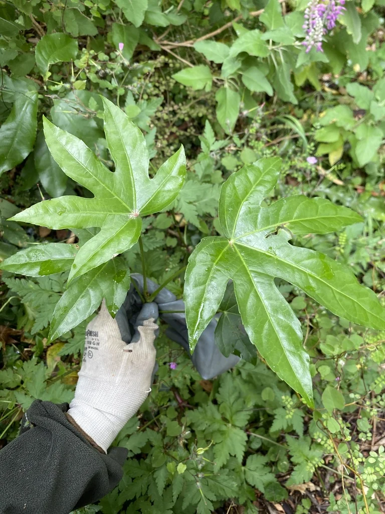 Fatsia Japonica