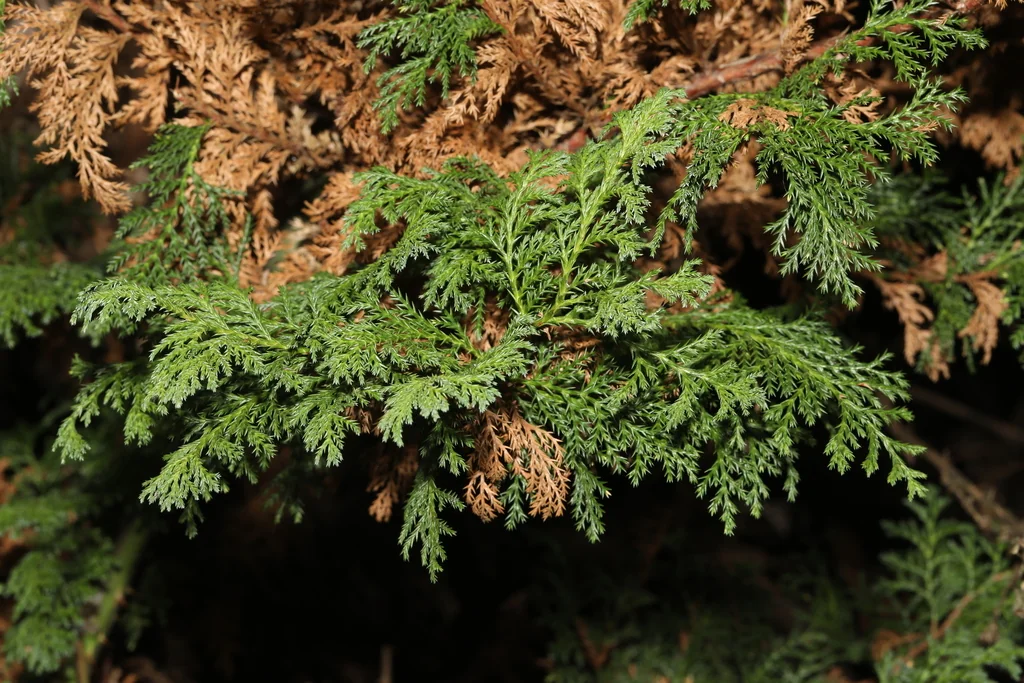 Chamaecyparis lawsoniana