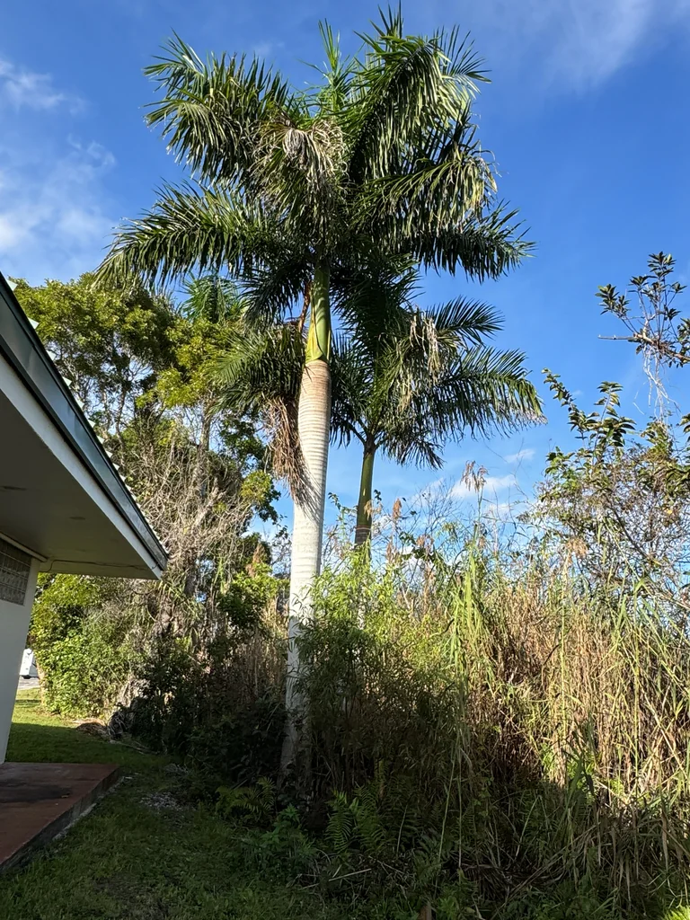 Roystonea Regia