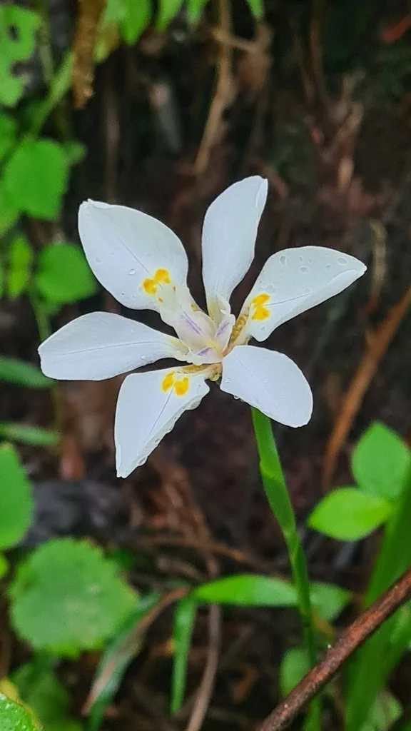 Dietes Iridioides
