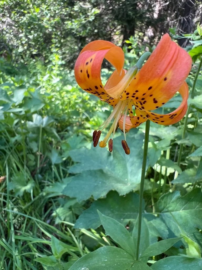Lilium Pardalinum
