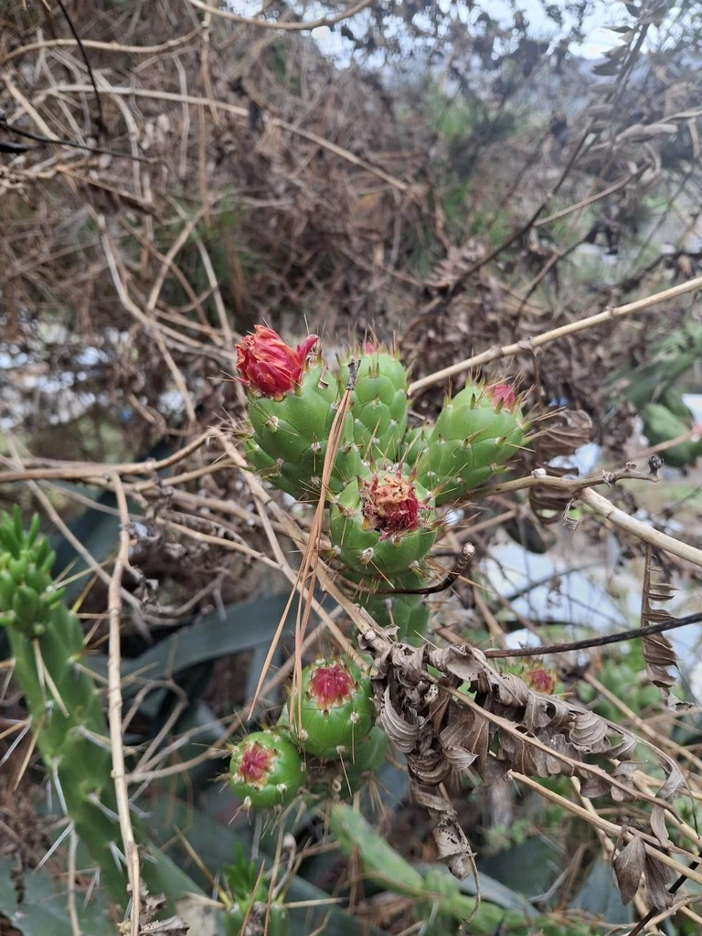 Opuntia Subulata