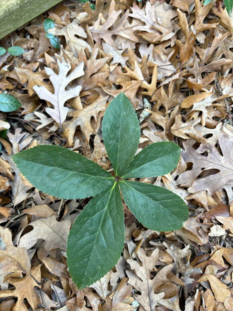 Helleborus Orientalis