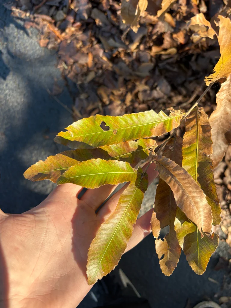 Quercus Acutissima