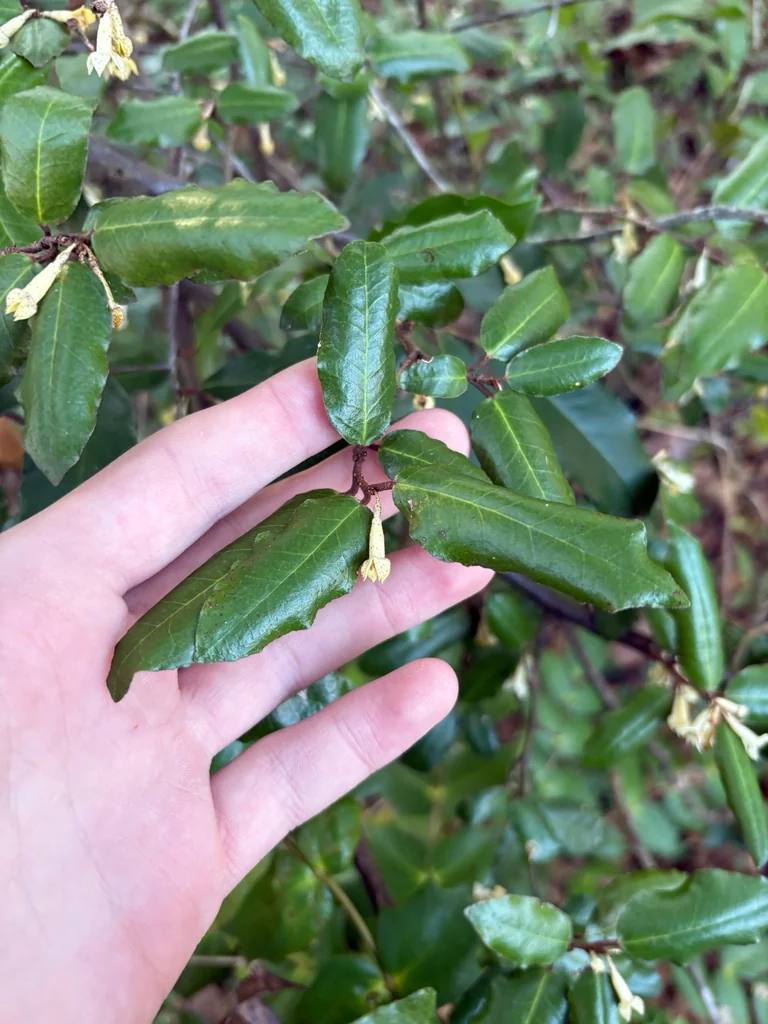Elaeagnus Pungens