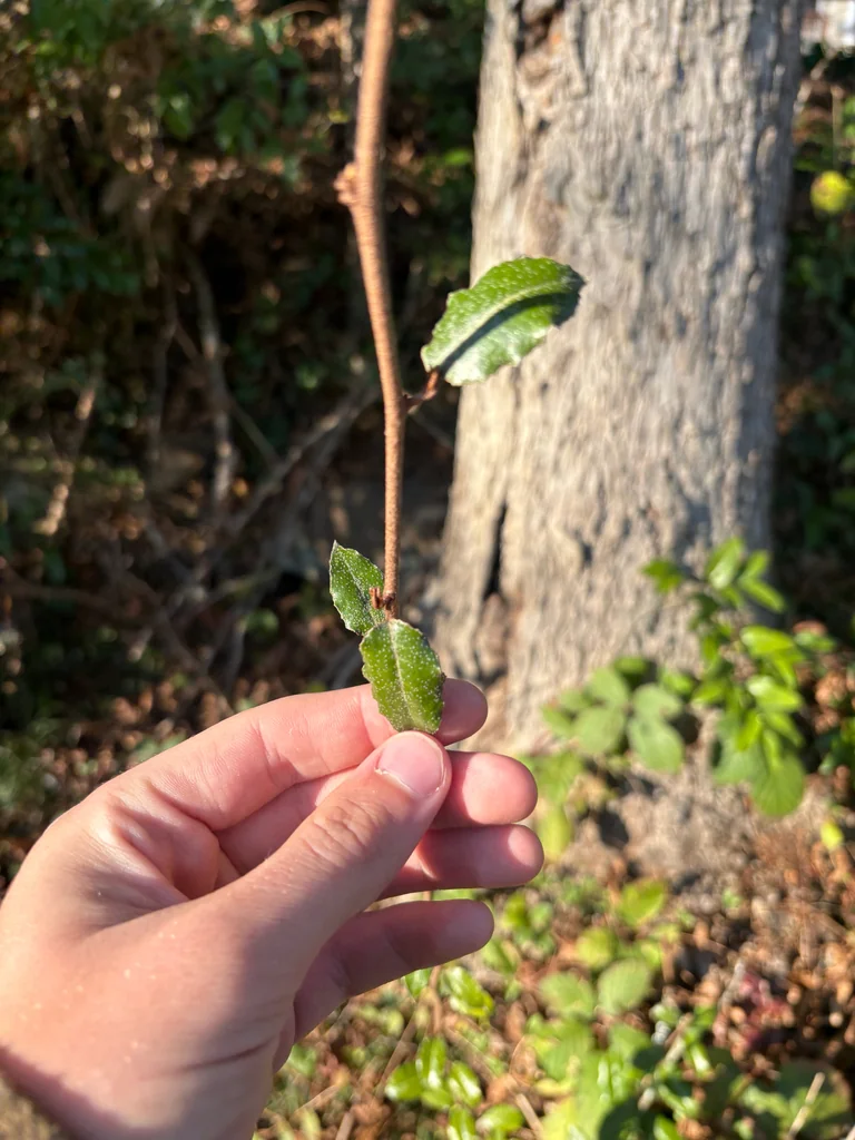 Elaeagnus Pungens