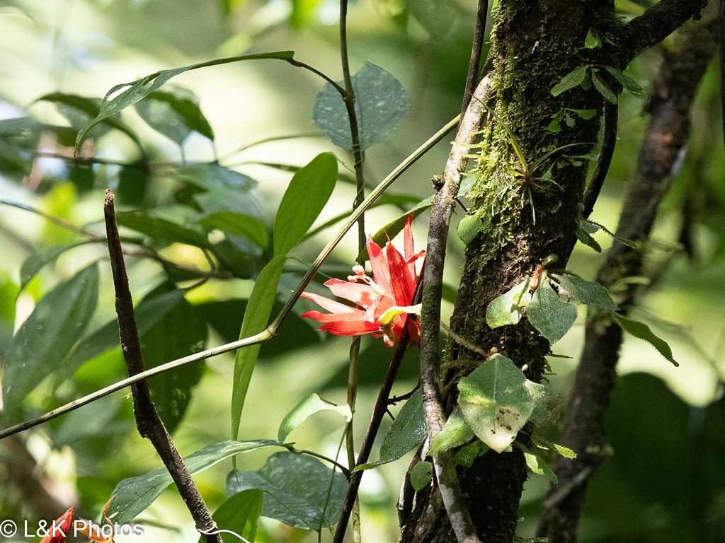 Passiflora Vitifolia