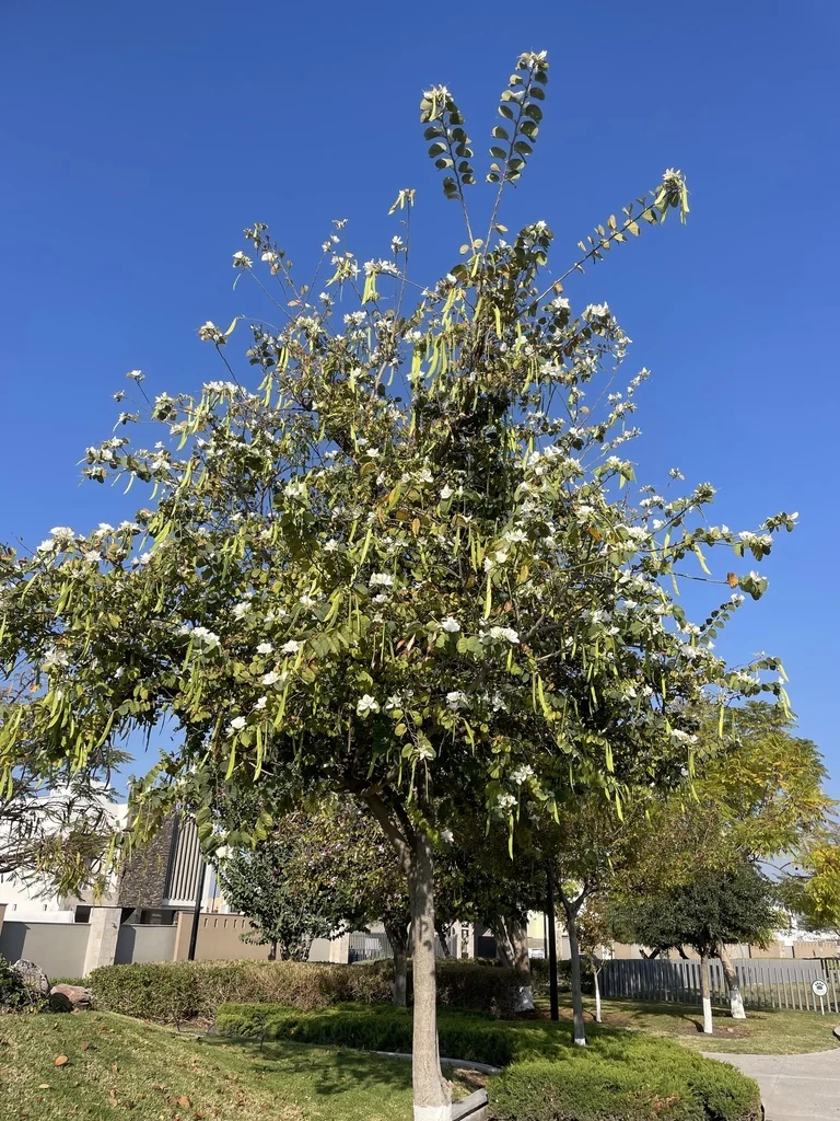 Bauhinia Variegata