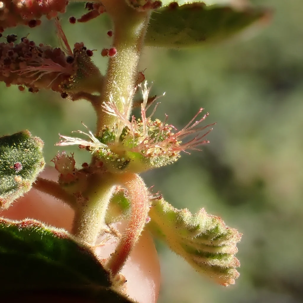 Acalypha Californica