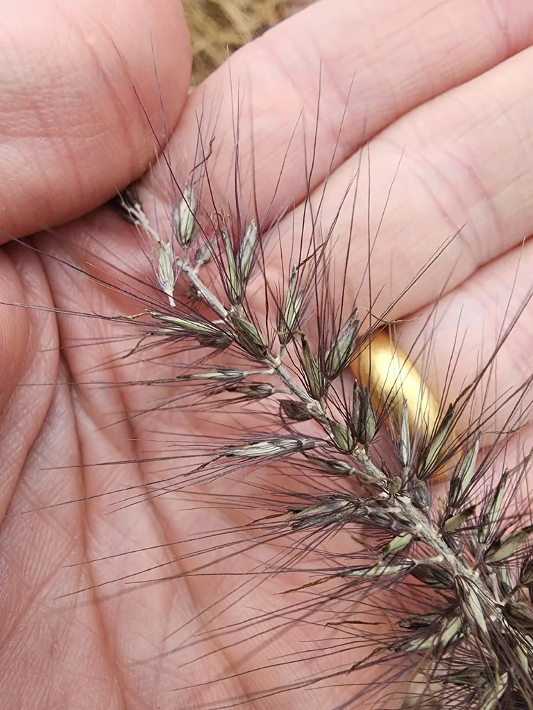 Pennisetum alopecuroides
