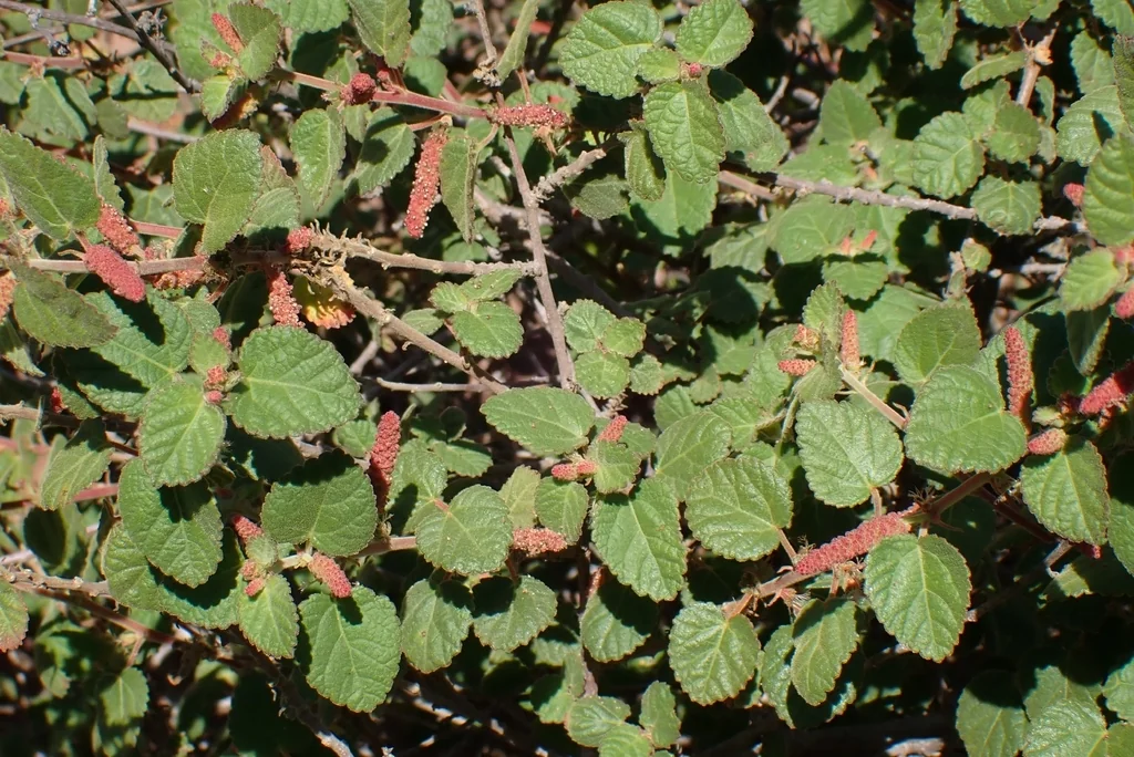 Acalypha Californica