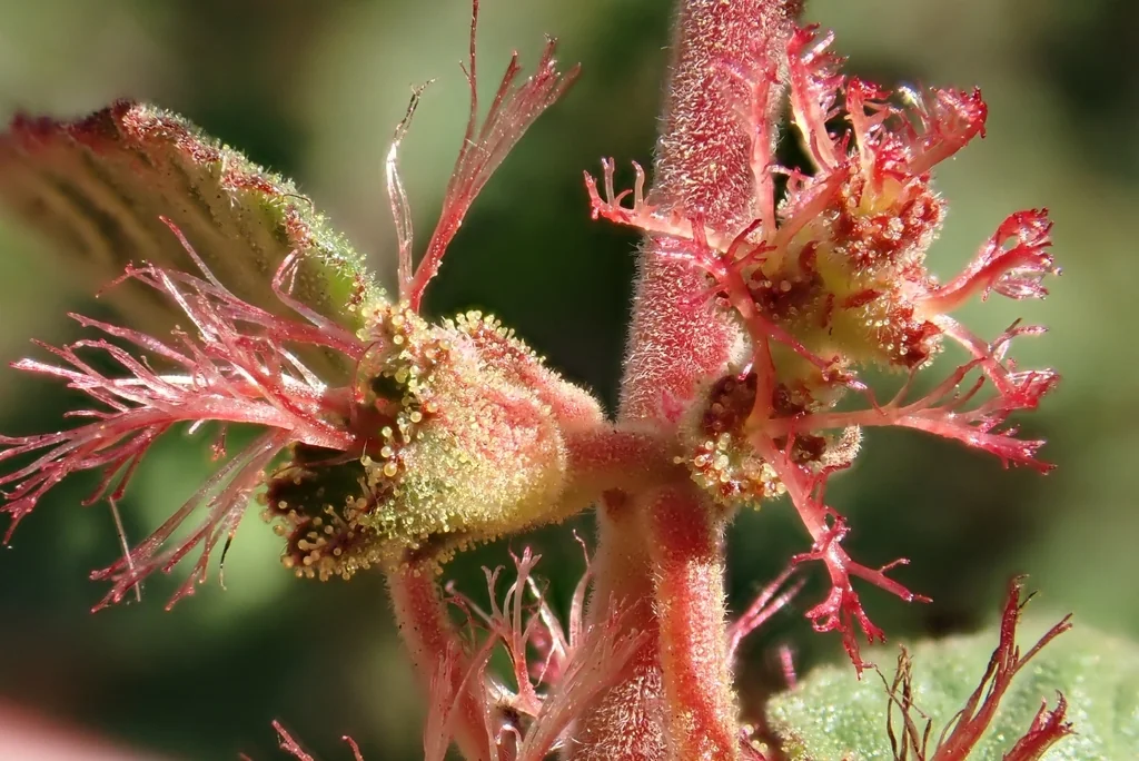Acalypha Californica
