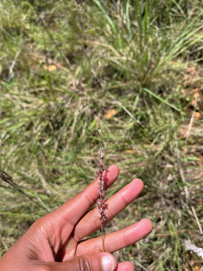 Melinis Nerviglumis
