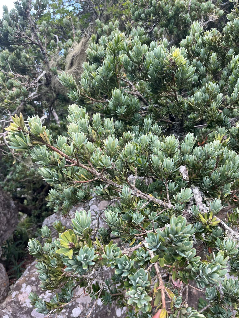 Podocarpus Latifolius
