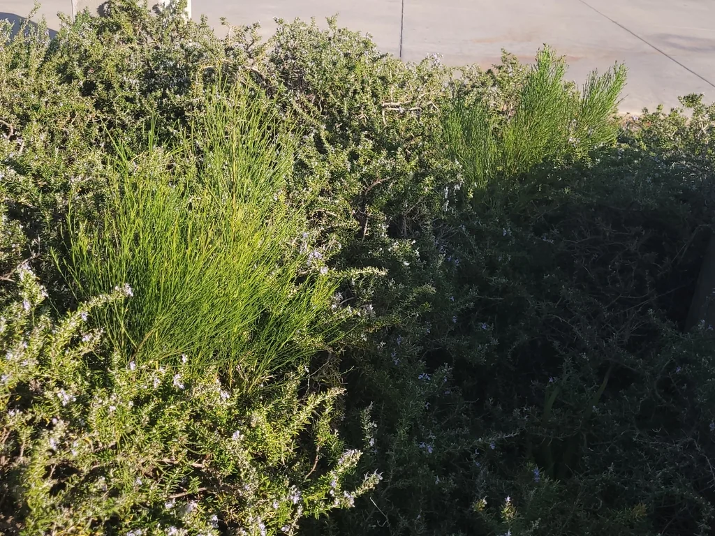 Baccharis Sarothroides