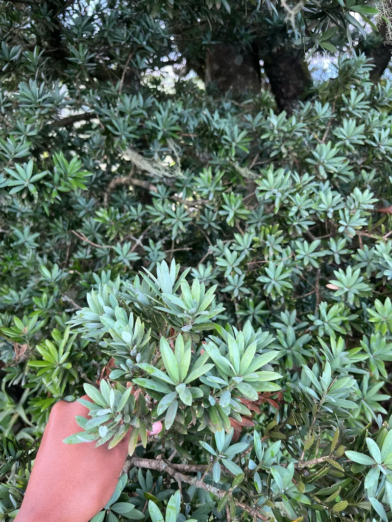 Podocarpus Latifolius