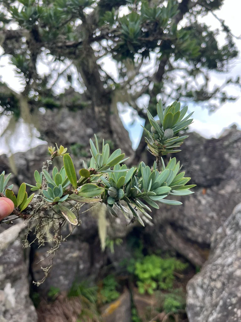 Podocarpus Latifolius