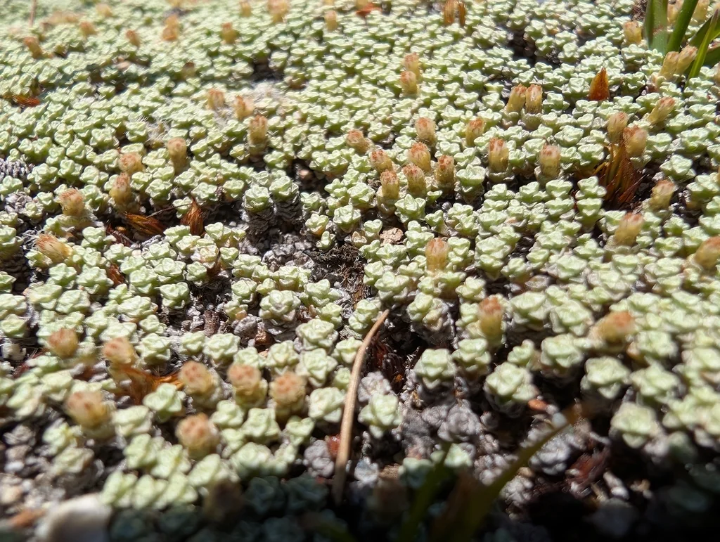 Raoulia Australis