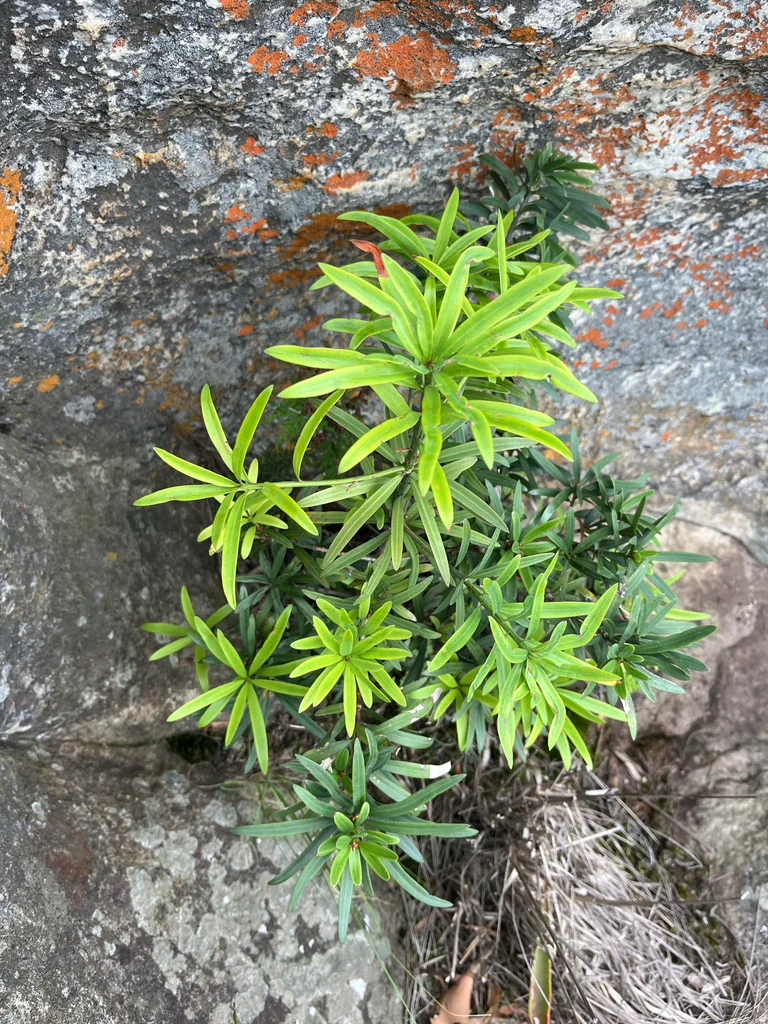 Podocarpus Latifolius