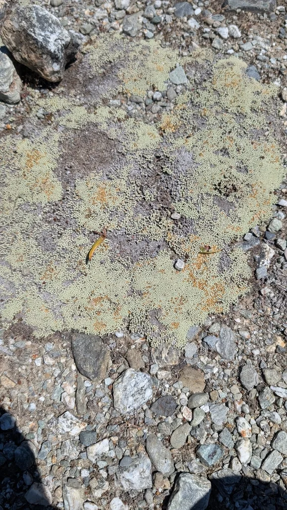 Raoulia Australis