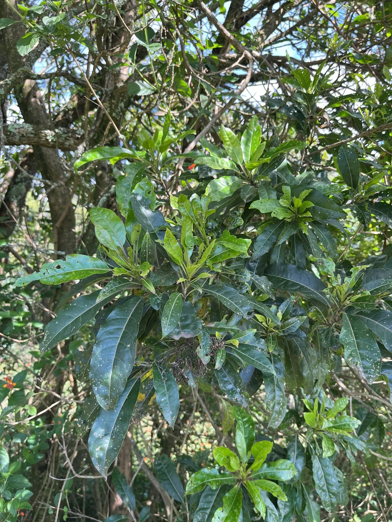 Nuxia Floribunda