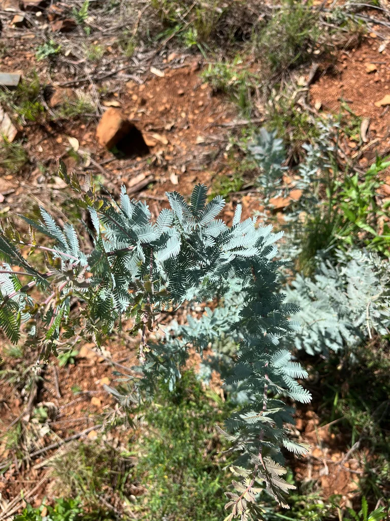 Acacia Baileyana